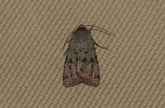 Epipsilia grisescens