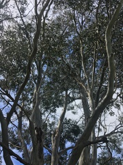 Eucalyptus amplifolia