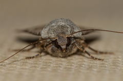 Epipsilia grisescens