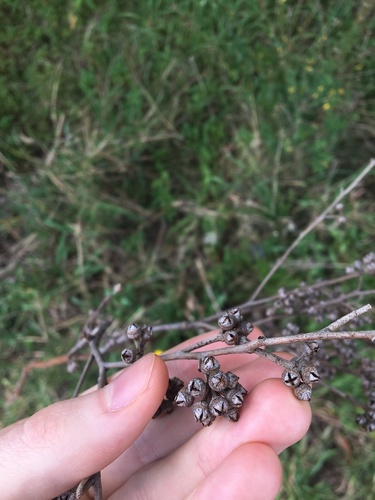 Image of Eucalyptus amplifolia by (c) Thomas Mesaglio, some rights reserved (CC BY)