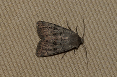 Epipsilia grisescens