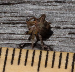 Dolophones turrigera