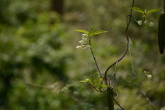 Cryptolepis