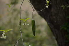 Cryptolepis