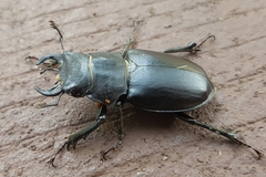 Lucanus mazama
