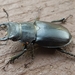 Cottonwood Stag Beetle - Photo (c) Philippe Blais, some rights reserved (CC BY-NC-ND), uploaded by Philippe Blais