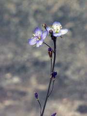 Heliophila adpressa