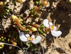 Stylidium involucratum