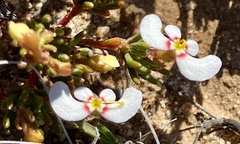 Stylidium involucratum