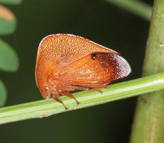 Cymbomorpha
