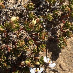 Stylidium involucratum