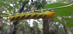 Acherontia