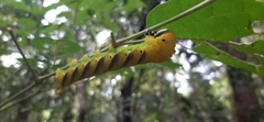 Acherontia