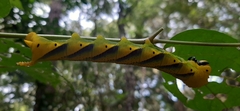 Acherontia