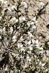 Guichenotia asteriskos