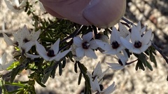 Guichenotia asteriskos