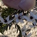 Guichenotia asteriskos - Photo (c) Loxley Fedec, algunos derechos reservados (CC BY-NC), subido por Loxley Fedec
