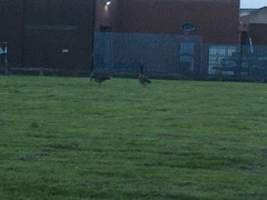 Branta canadensis