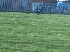 Branta canadensis