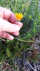 Ursinia tenuifolia