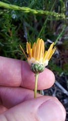 Ursinia tenuifolia