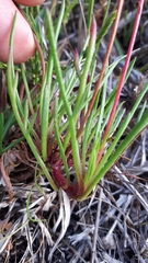 Ursinia tenuifolia