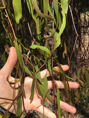 Muellerina eucalyptoides
