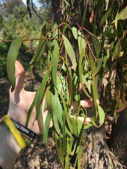 Muellerina eucalyptoides