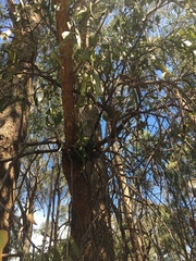 Muellerina eucalyptoides