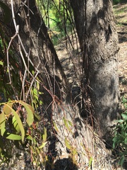 Muellerina eucalyptoides