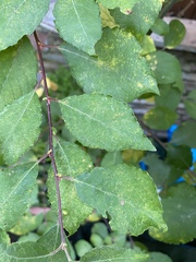 Angiospermae