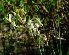Gladiolus orchidiflorus