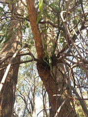 Muellerina eucalyptoides