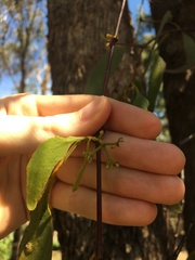 Muellerina eucalyptoides