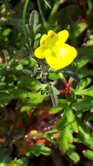 Hemimeris sabulosa
