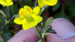 Hemimeris sabulosa