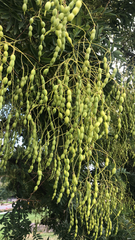 Styphnolobium japonicum