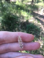 Echinopogon caespitosus