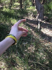 Echinopogon caespitosus