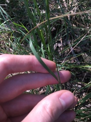 Echinopogon caespitosus