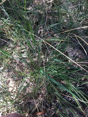 Echinopogon caespitosus
