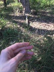 Echinopogon caespitosus