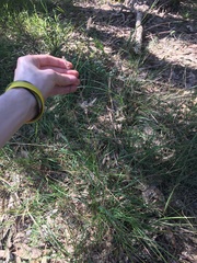 Echinopogon caespitosus