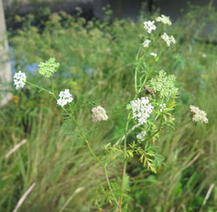Cnidium monnieri