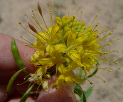 Cleomella lutea
