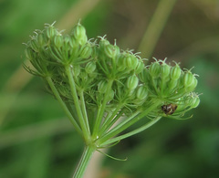 Cnidium monnieri