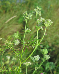 Cnidium monnieri