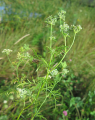 Cnidium monnieri