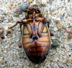 Dytiscus dimidiatus