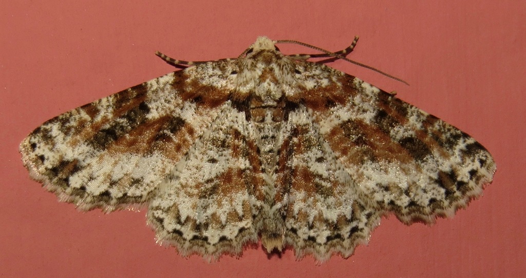 Bryoptera